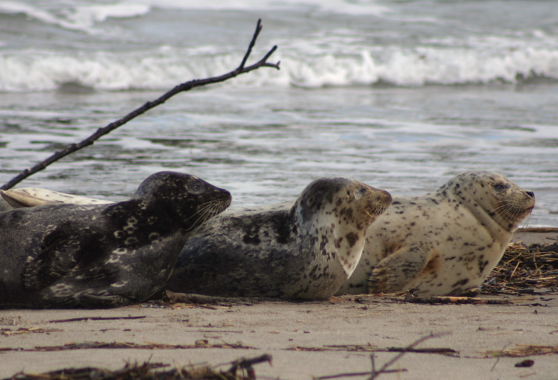 Harbor Seals in a Row