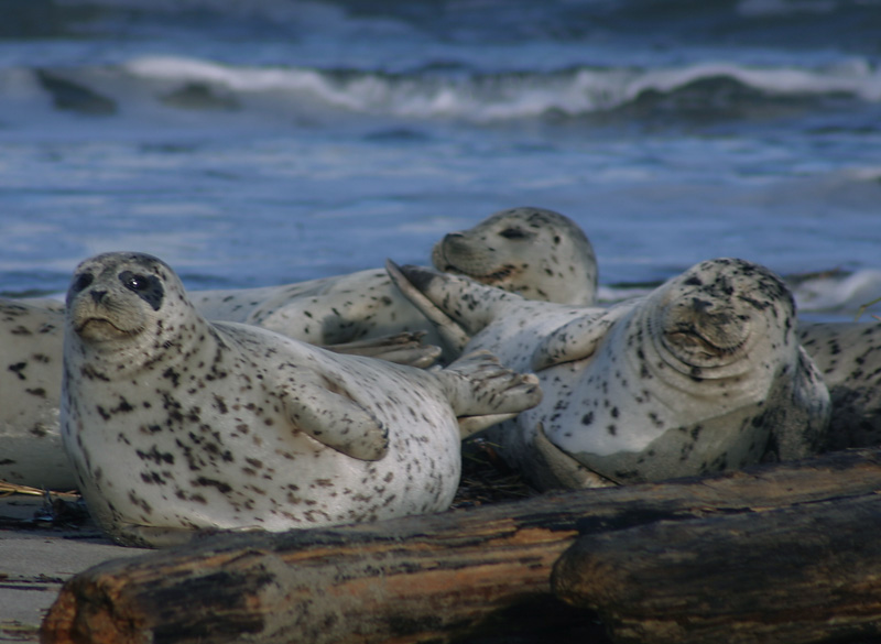 Harbor Seals