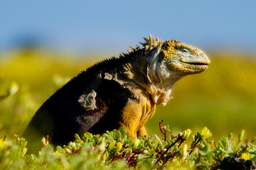 Land Iguana profile at Islas Plaza on Santa Cruz Island