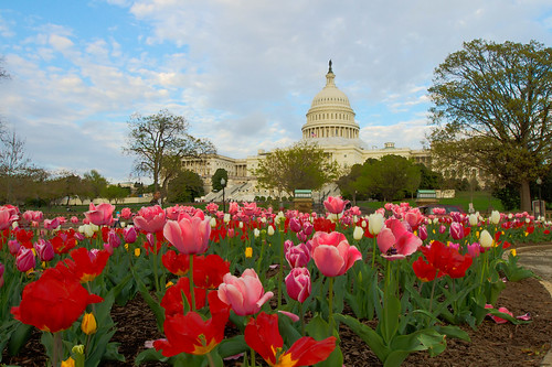 US Capitol